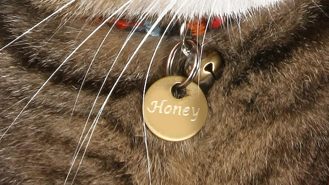 Engrave your cat's name on our gilded or nickel-plated brass tags