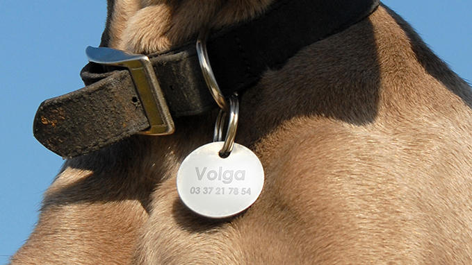 Personalise your dog's tag with our nickel-plated brass range