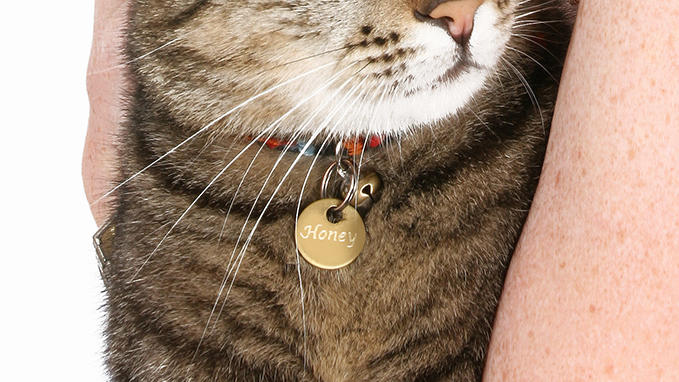 Engraving of cat tags