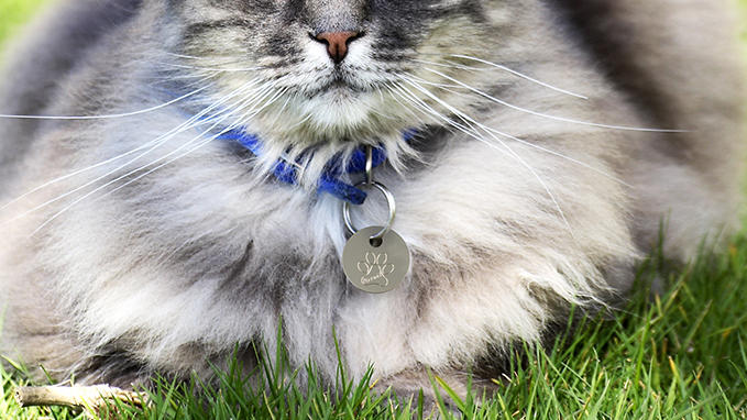 Engraving of symbols and text on your pet tags